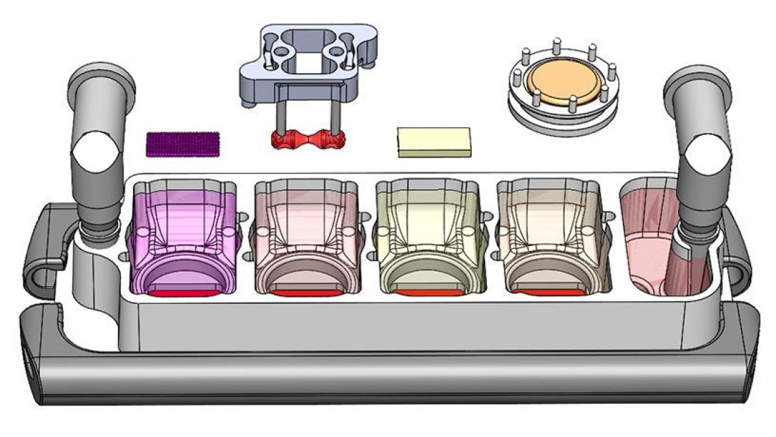 These tissues can be generated from a single human induced pluripotent stem celll
