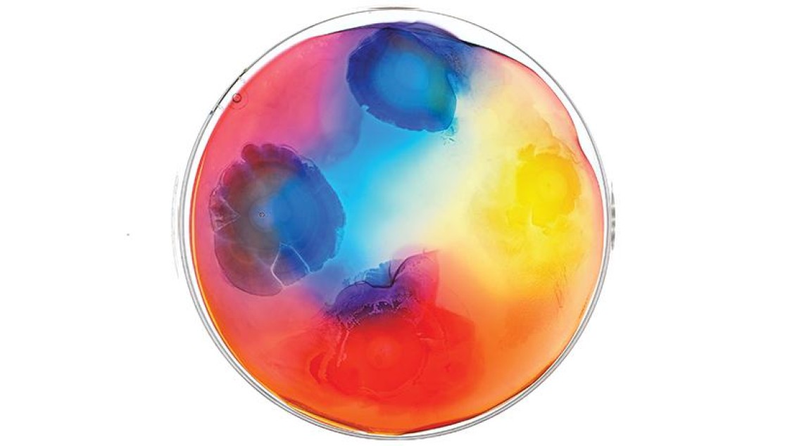 Beautiful Bacteria