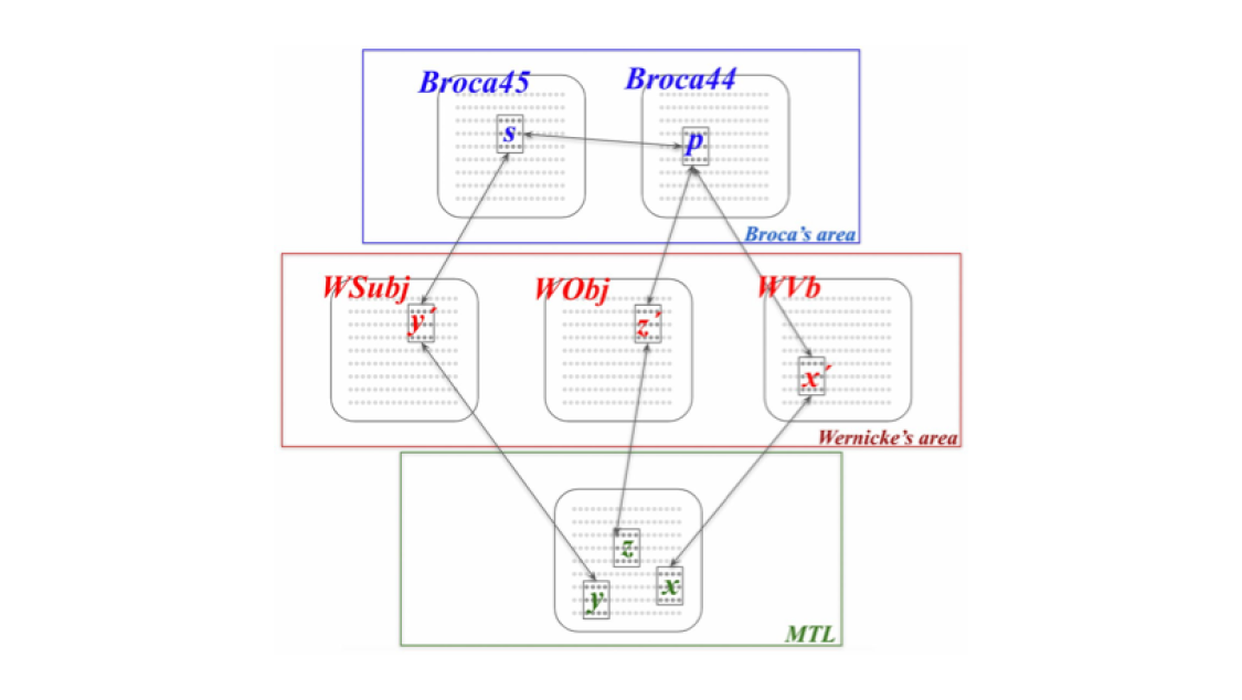 A proposed cortical architecture for syntax in language