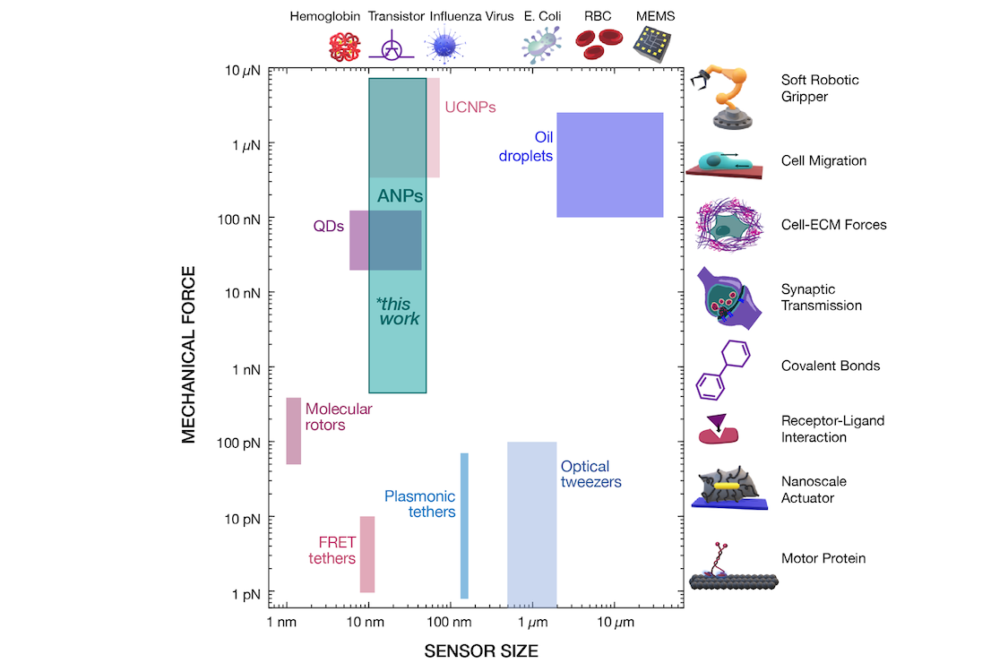 Comparison of force dynamic range and sensor size with previously reported luminescent force sensors. QD, semiconductor quantum dot; FRET, Fo ̈rster resonance ET; UCNP, upconverting nanoparticle; RBC, red blood cell; ECM, extracellular matrix