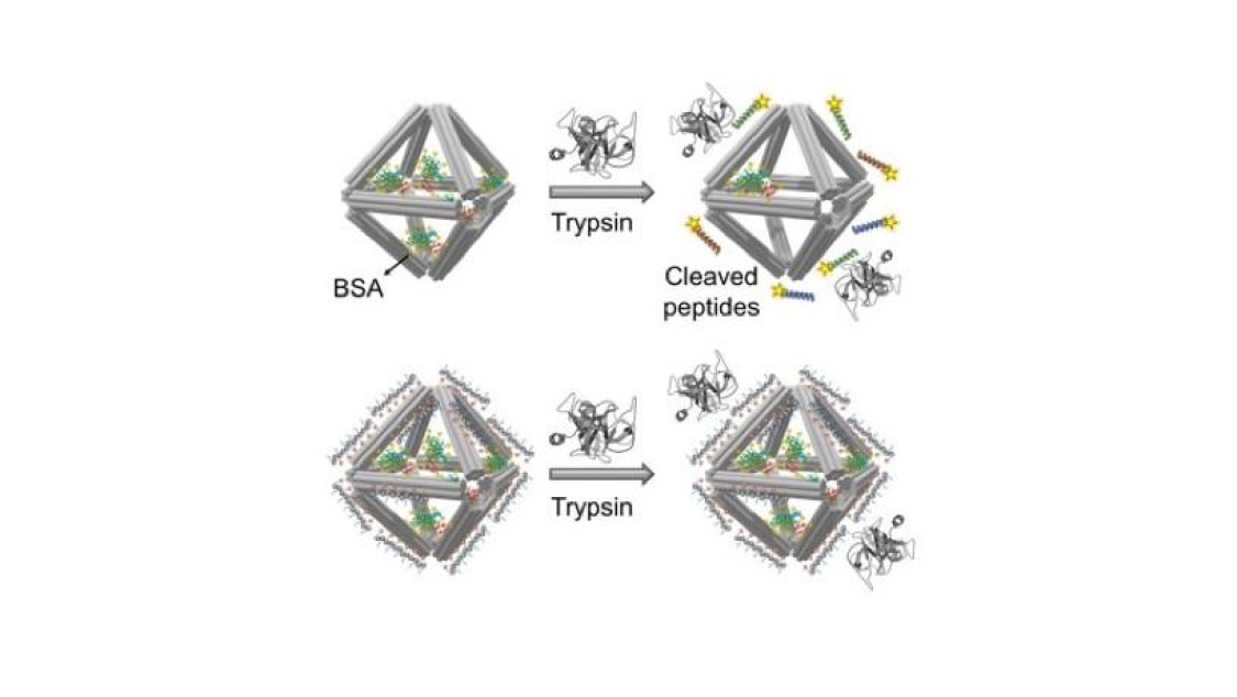 trypsin_816