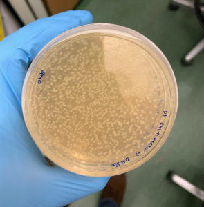 The microbes are incubated at 37 degrees Celsius in a petri dish with selective antibiotic media. The colony growth shown here is proof of a successfully engineered strain.