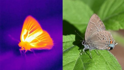 hickory-hairstreak-basking