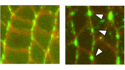 myosins-fig2